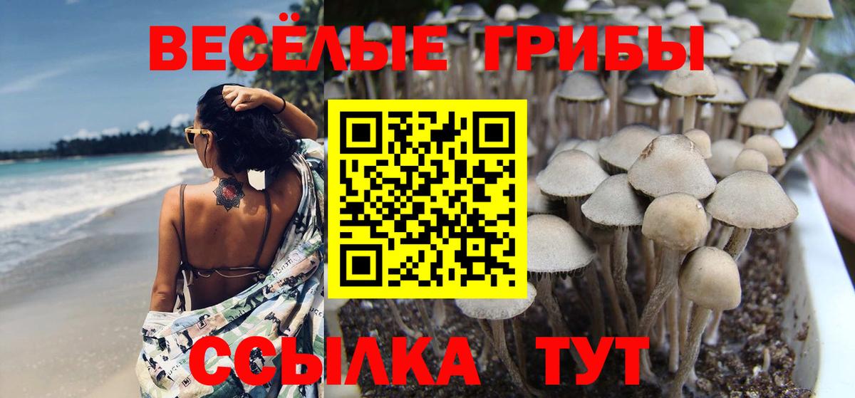 Можга  Псилоцибиновые грибы мицелий  Вход с VPN 